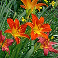 Lilies Galore