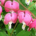 Bleeding Hearts on Parade