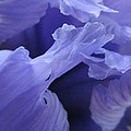 Blue Fantasy