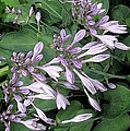 Hosta Ballet