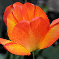 Tulip Solo